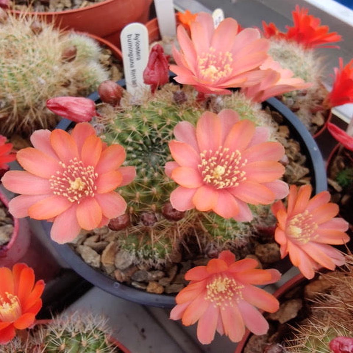 Cactus - Aylostera buiningiana Seeds