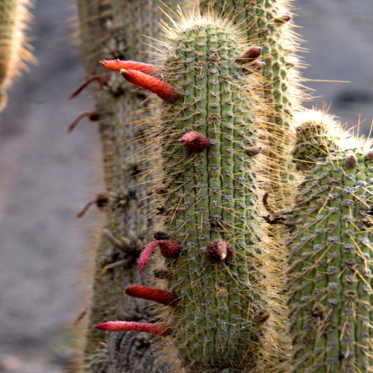 Cleistocactus luribayensis (Loyaza, BOLIVIA) SEEDS