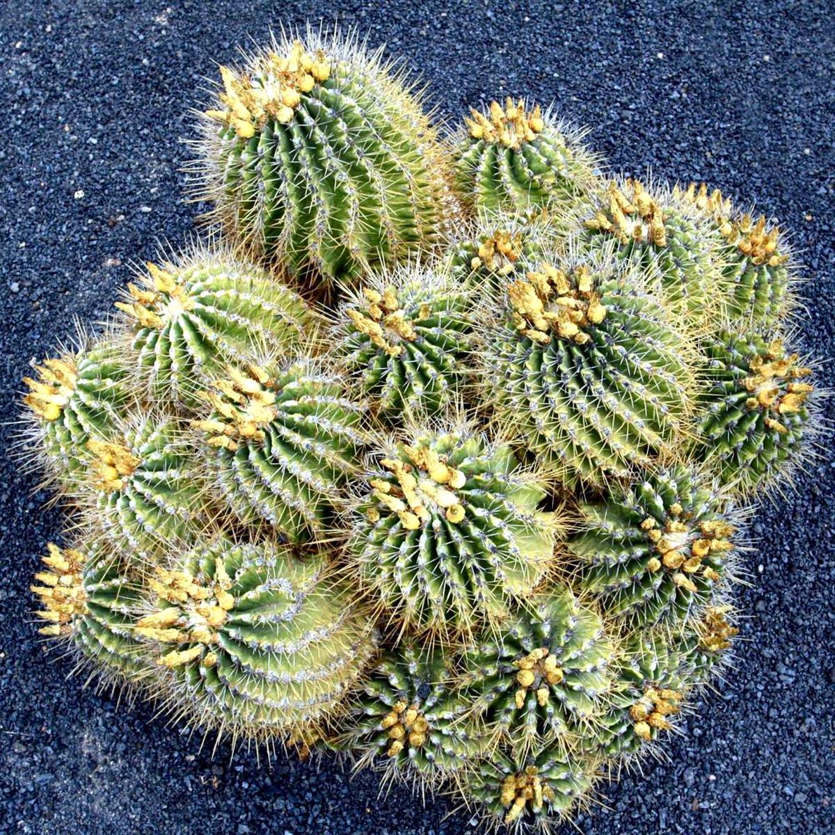 Ferocactus echidne SEEDS