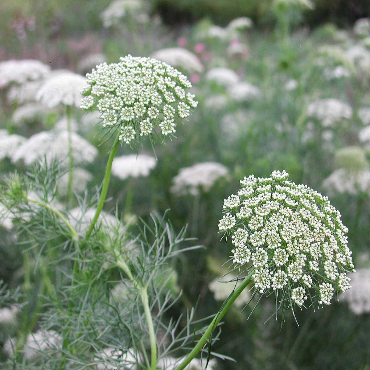 Green Mist Queen Anne's Lace 50 seeds - Ammi