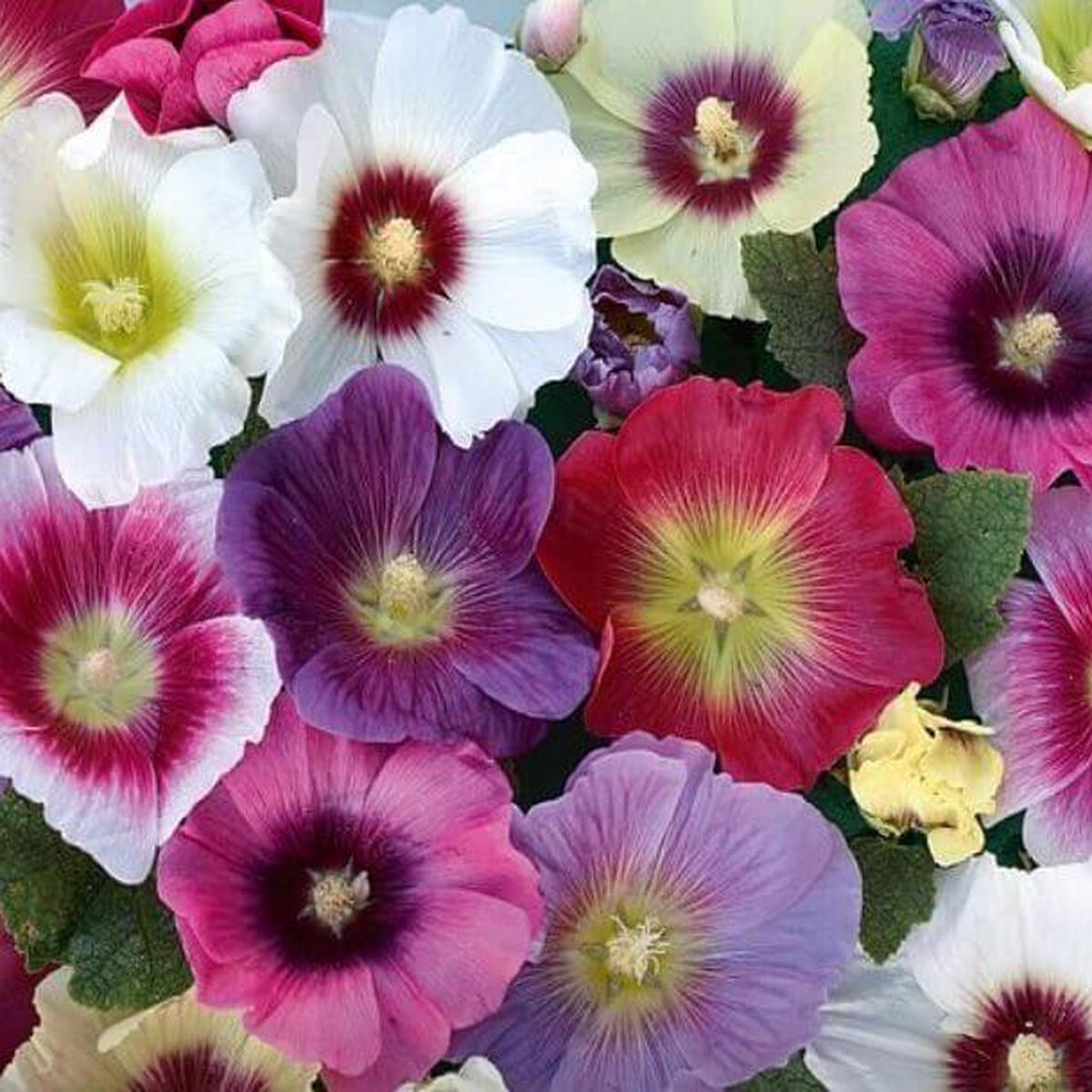 Hollyhock Halo Mixed - Ontario Seed Company