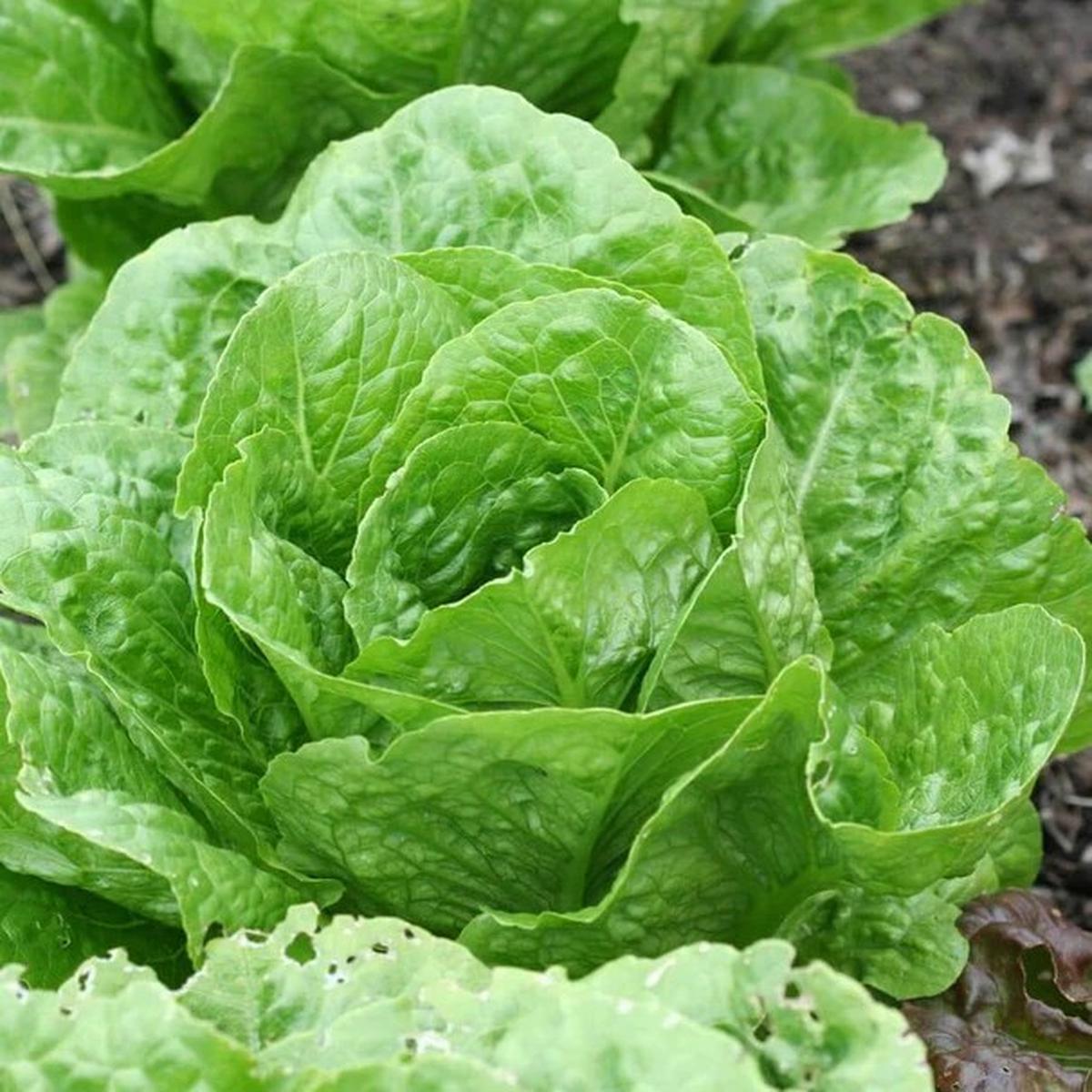 Lettuce - Coastal Star (Pelleted) Certified Organic
