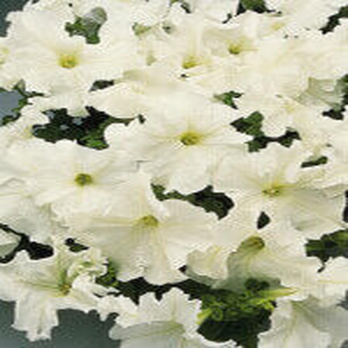 Petunia White Cascade - Ontario Seed Company