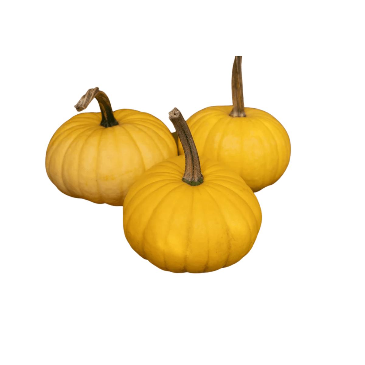 Pumpkins Lemon Cake F1 | West Coast Seeds