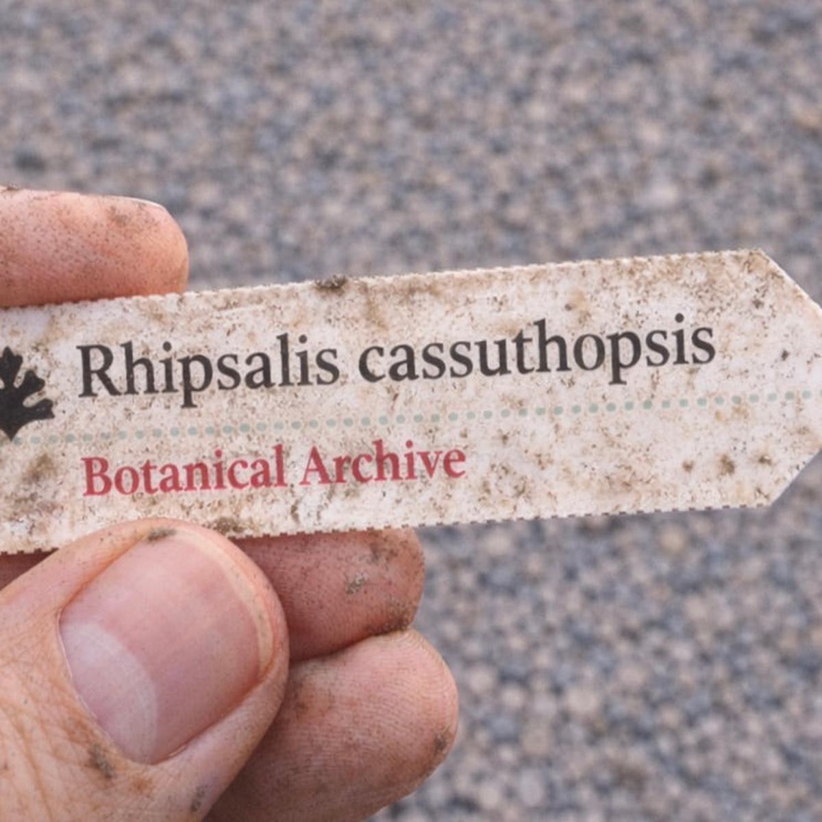 Rhipsalis cassuthopsis SEEDS