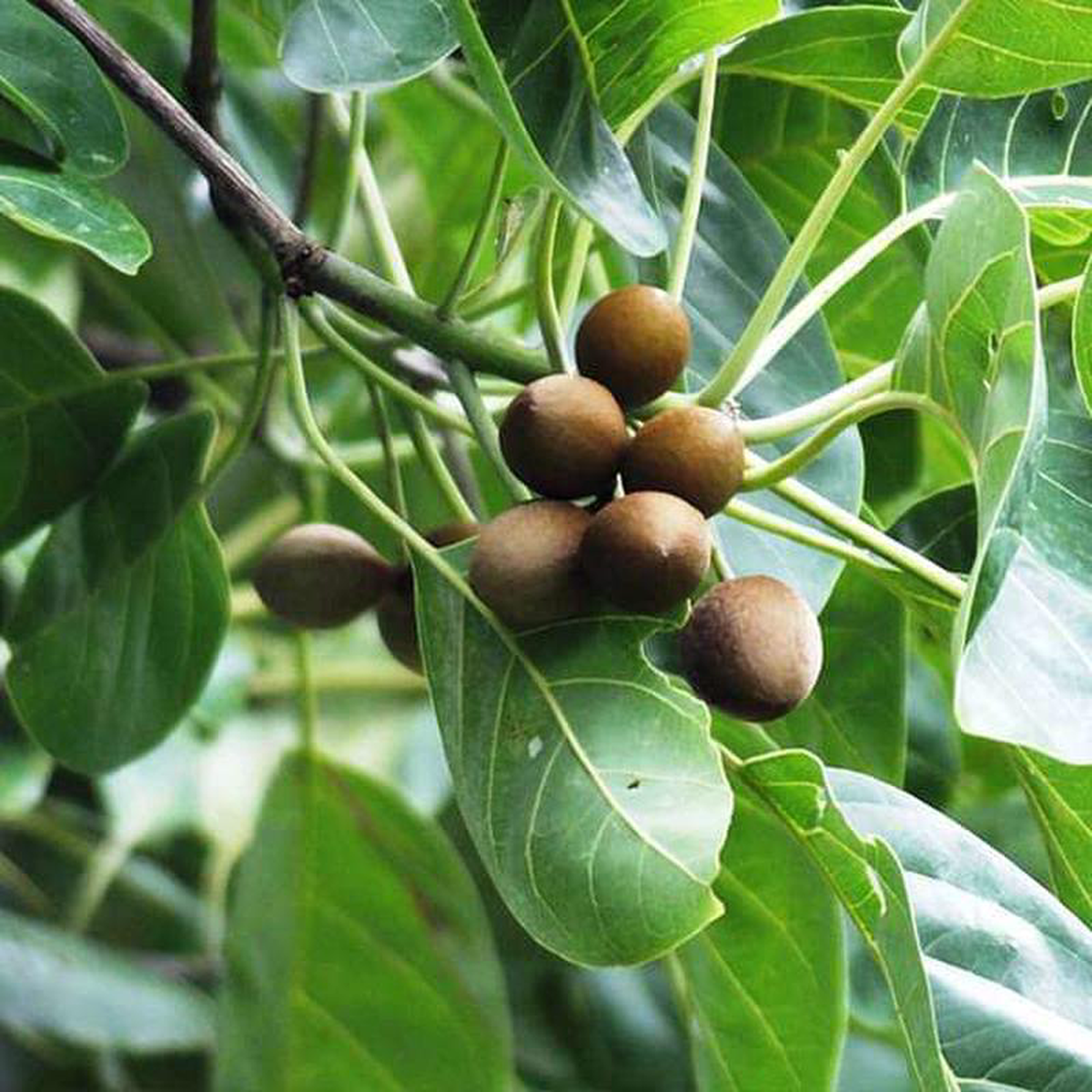 Terminalia Belerica Bahera 8211 05 kg Seeds
