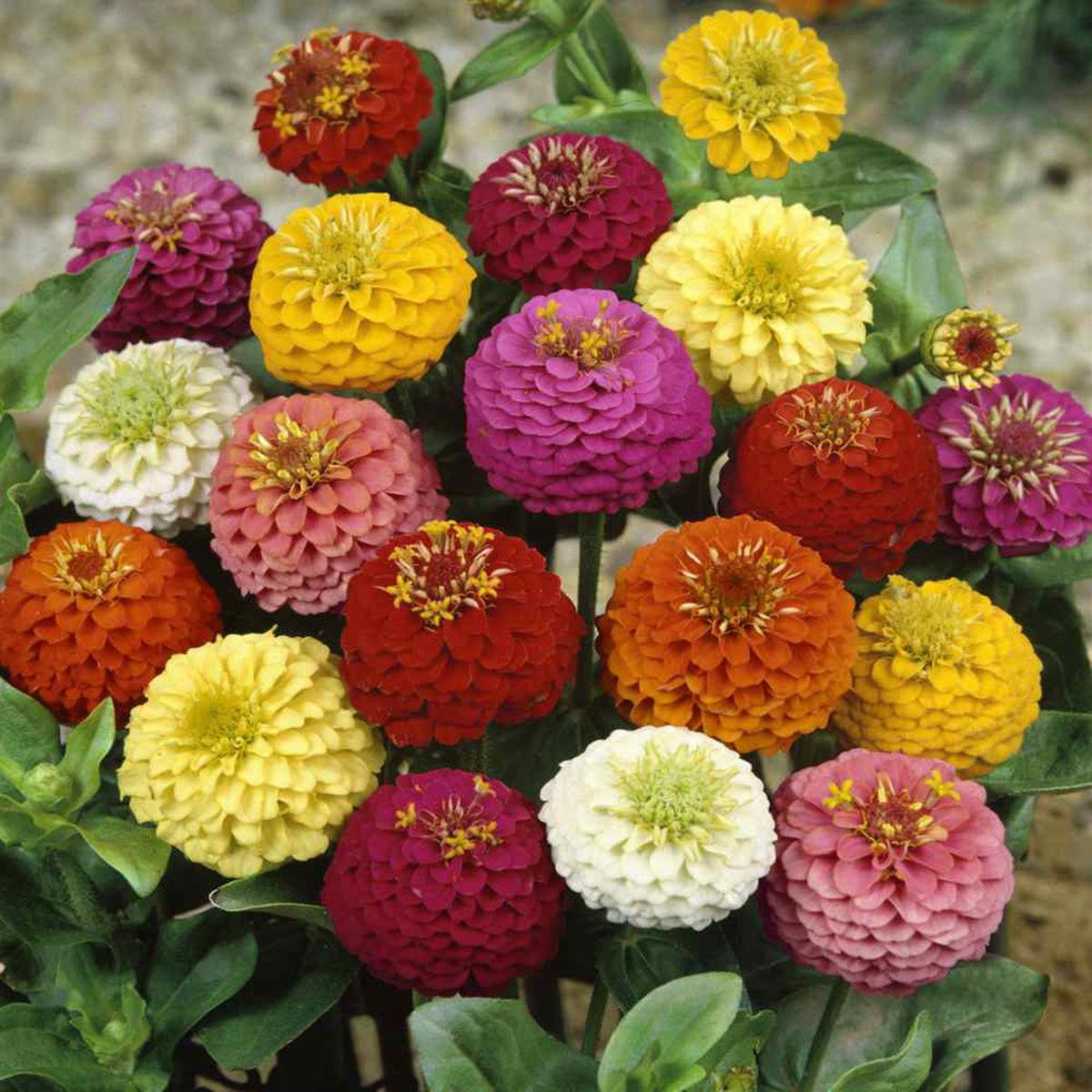 Zinnia Lilliput Mixed - Pacific Northwest Seeds