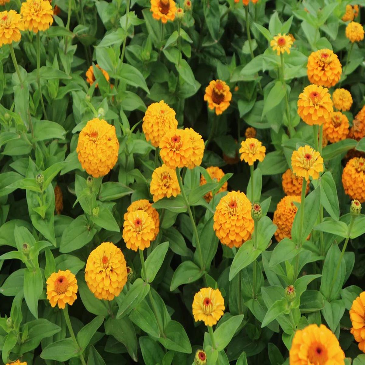 Zinnias - Oklahoma Yellow