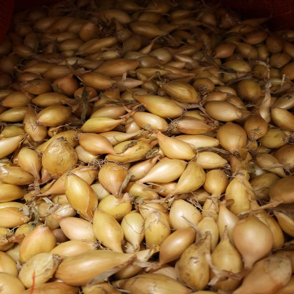 Autumn Onion Sets Autumn Champion