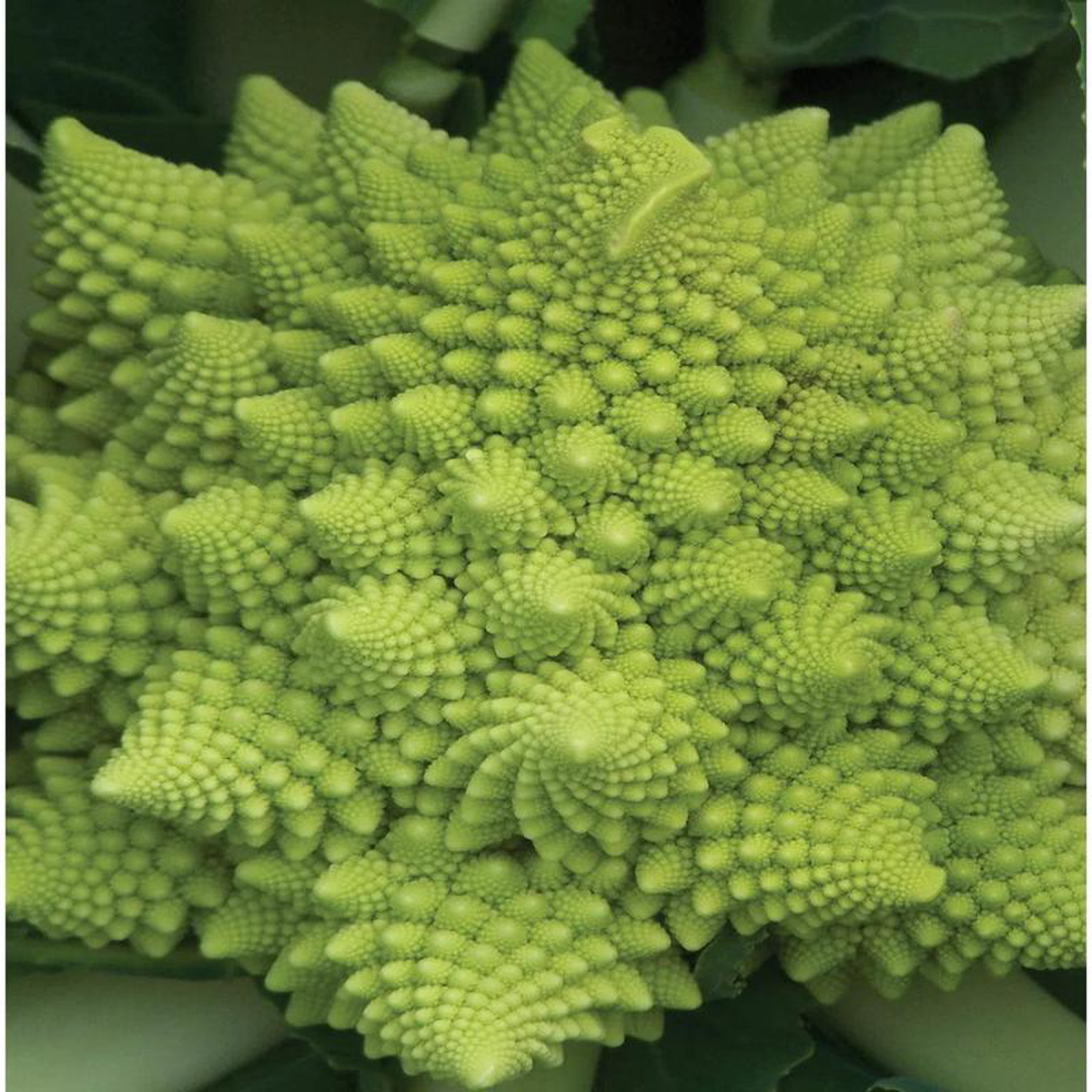 Broccoli Romanesco 8211 Burpee Seeds