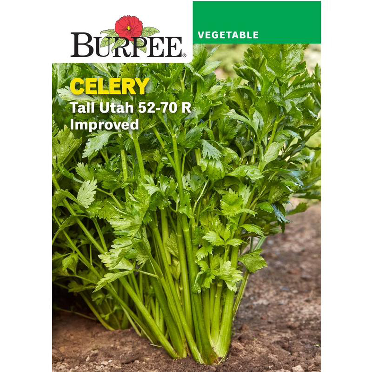 Celery Utah 52-70 R 8211 Burpee Seeds