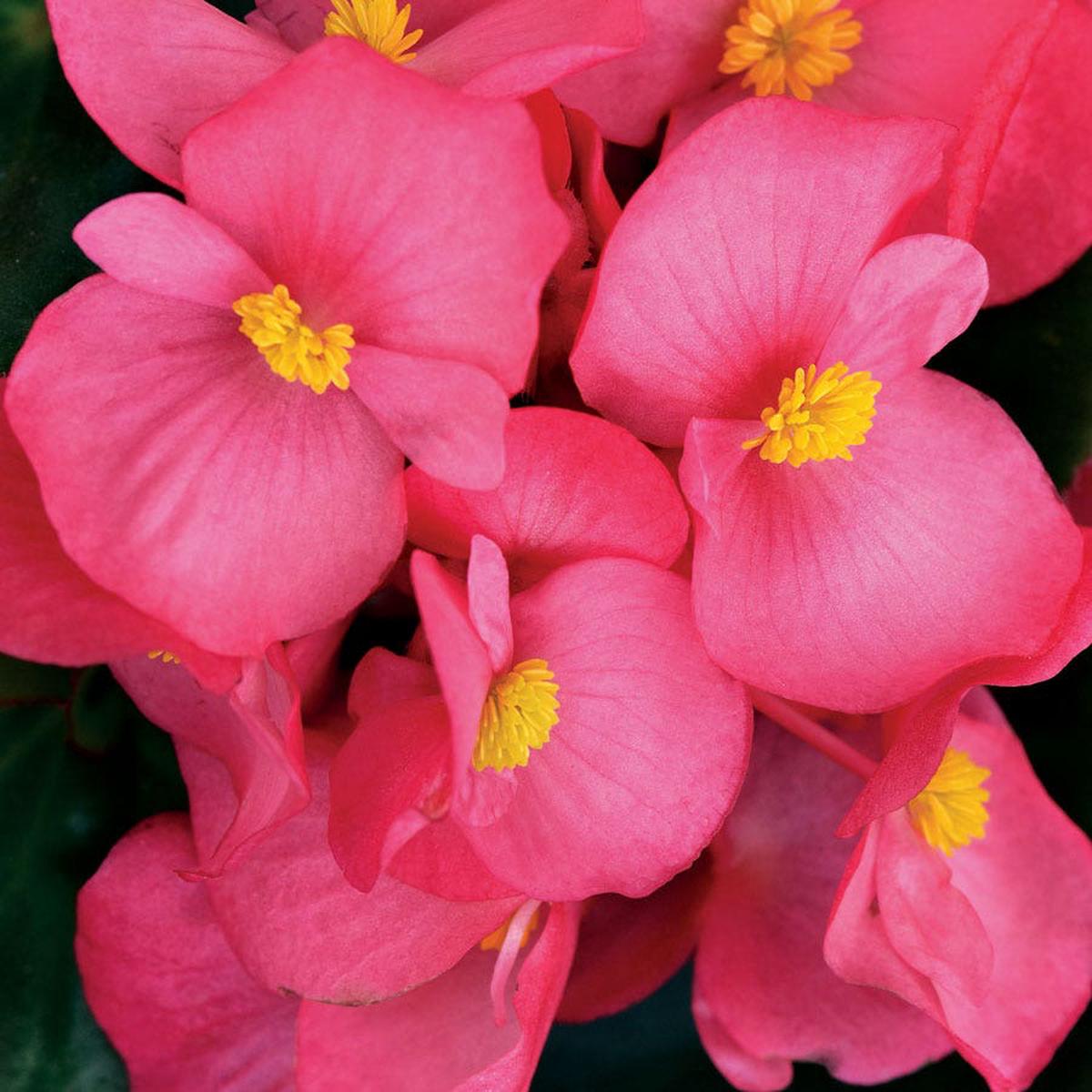 Cocktail Tequila Begonia Seeds
