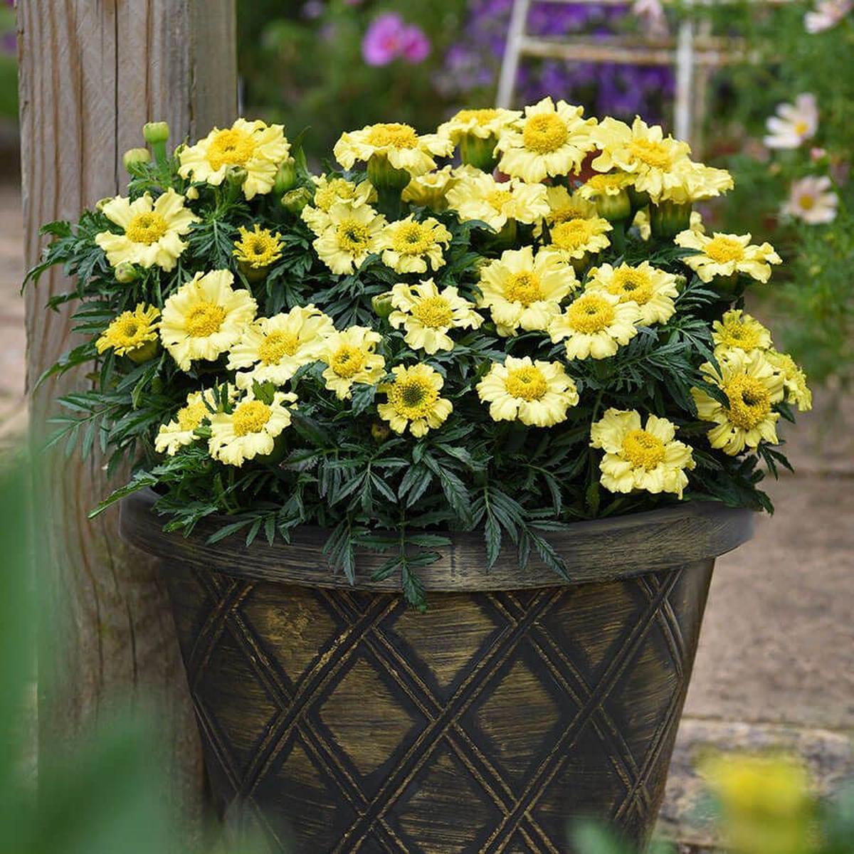 'Daisy Wheel Lemon' Marigold Seeds