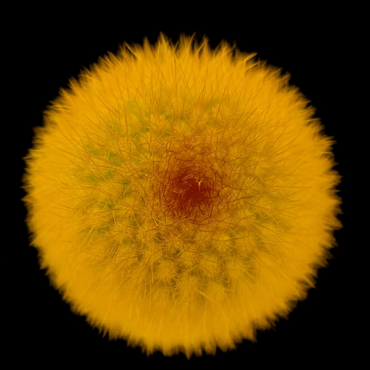 Haageocereus chosicensis SEEDS