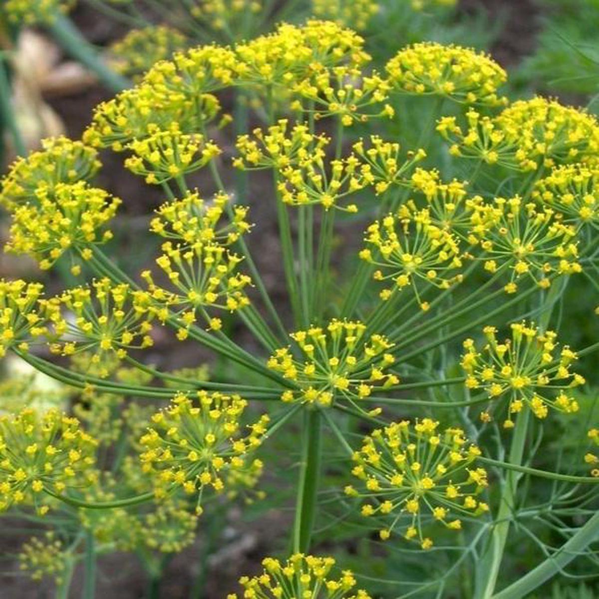 Organic Dill - Metchosin Farm Seeds