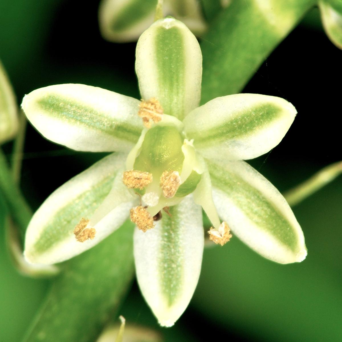 Ornithogalum caudatum SEEDS