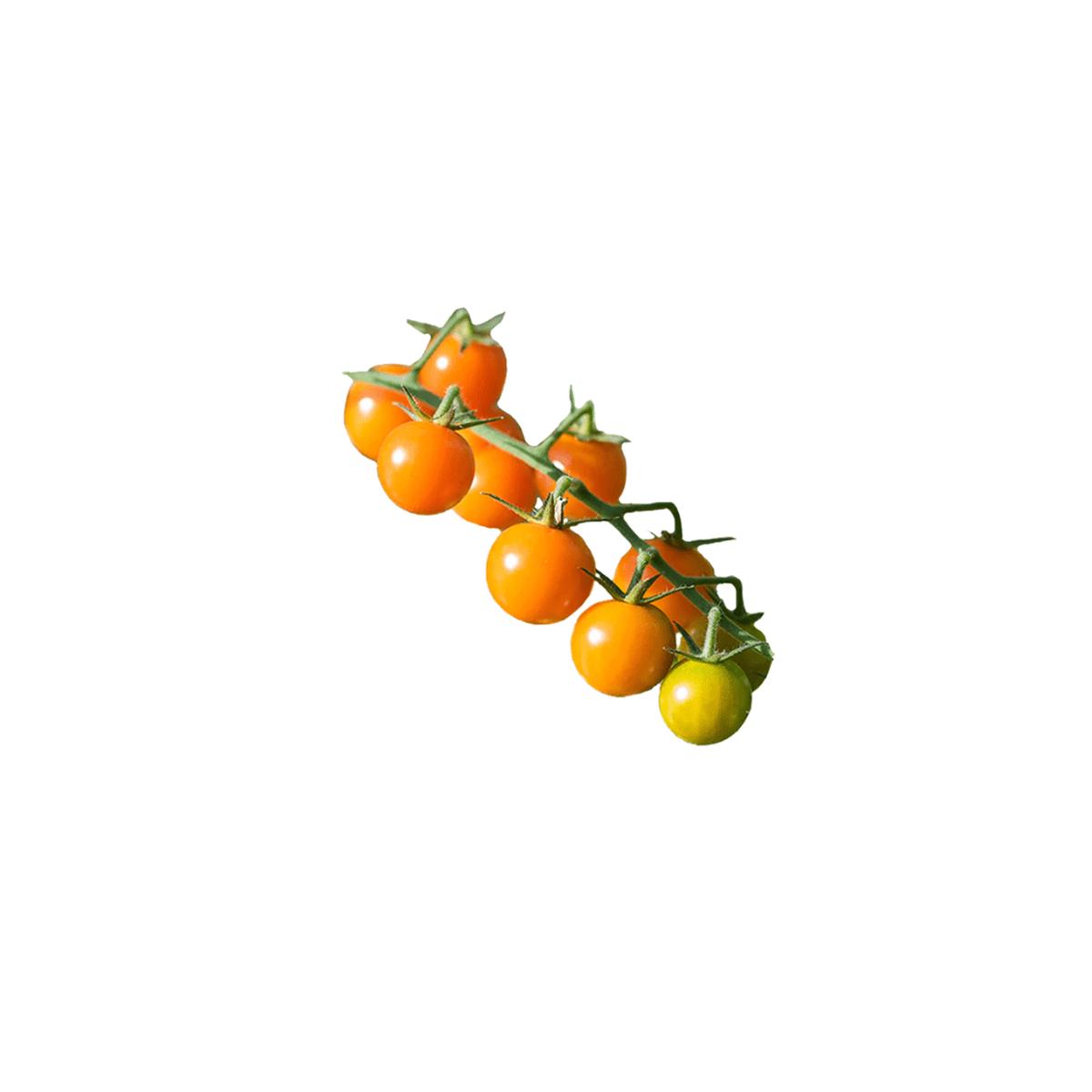 Tomato Sweet Gold F1 | West Coast Seeds