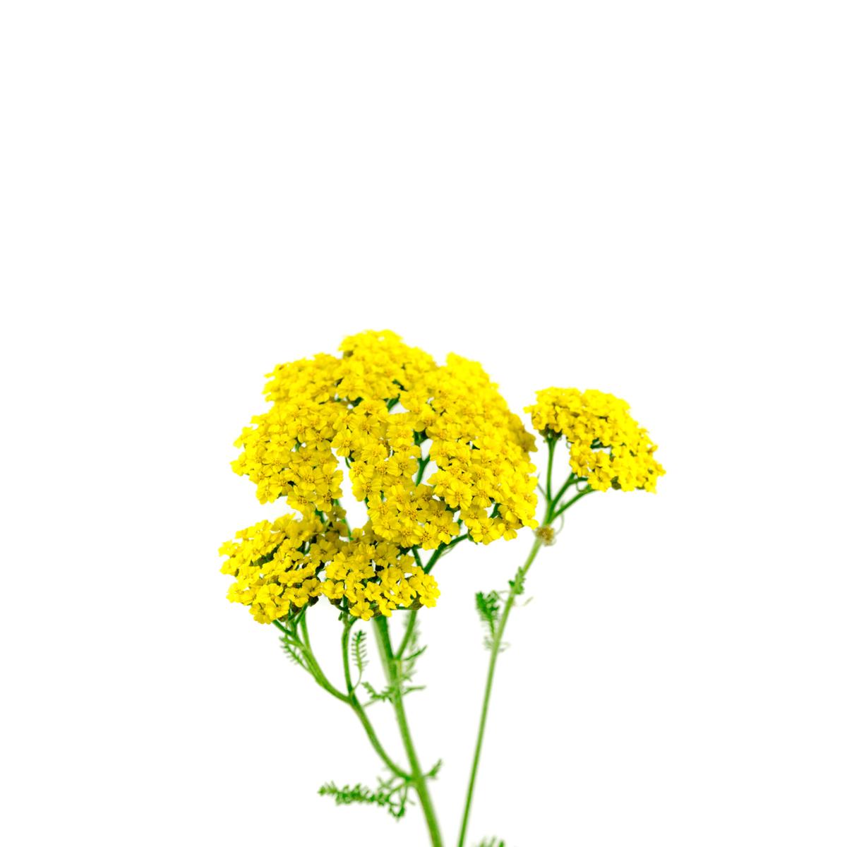 Yarrow Seeds | West Coast Seeds