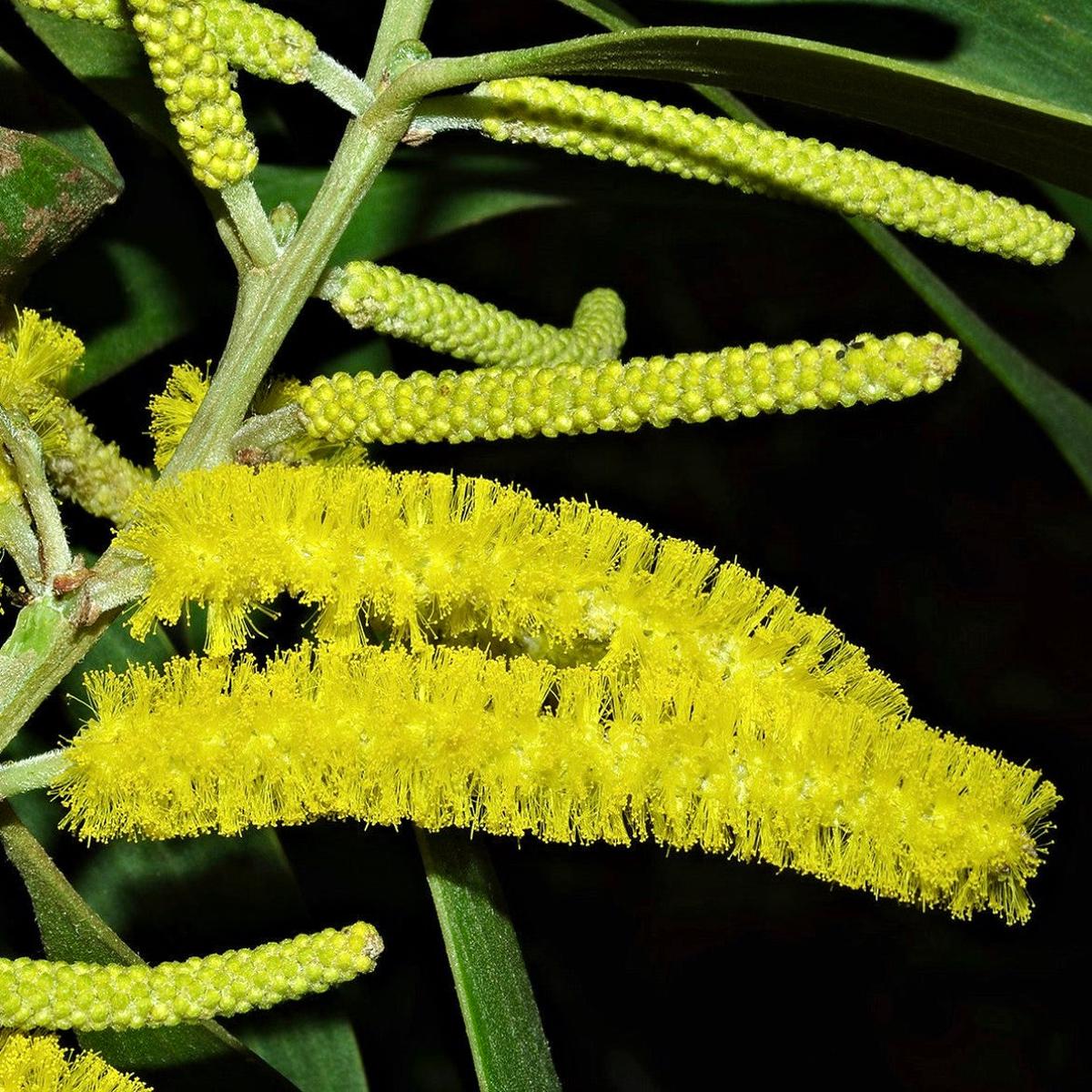 Acacia auriculiformis SEEDS