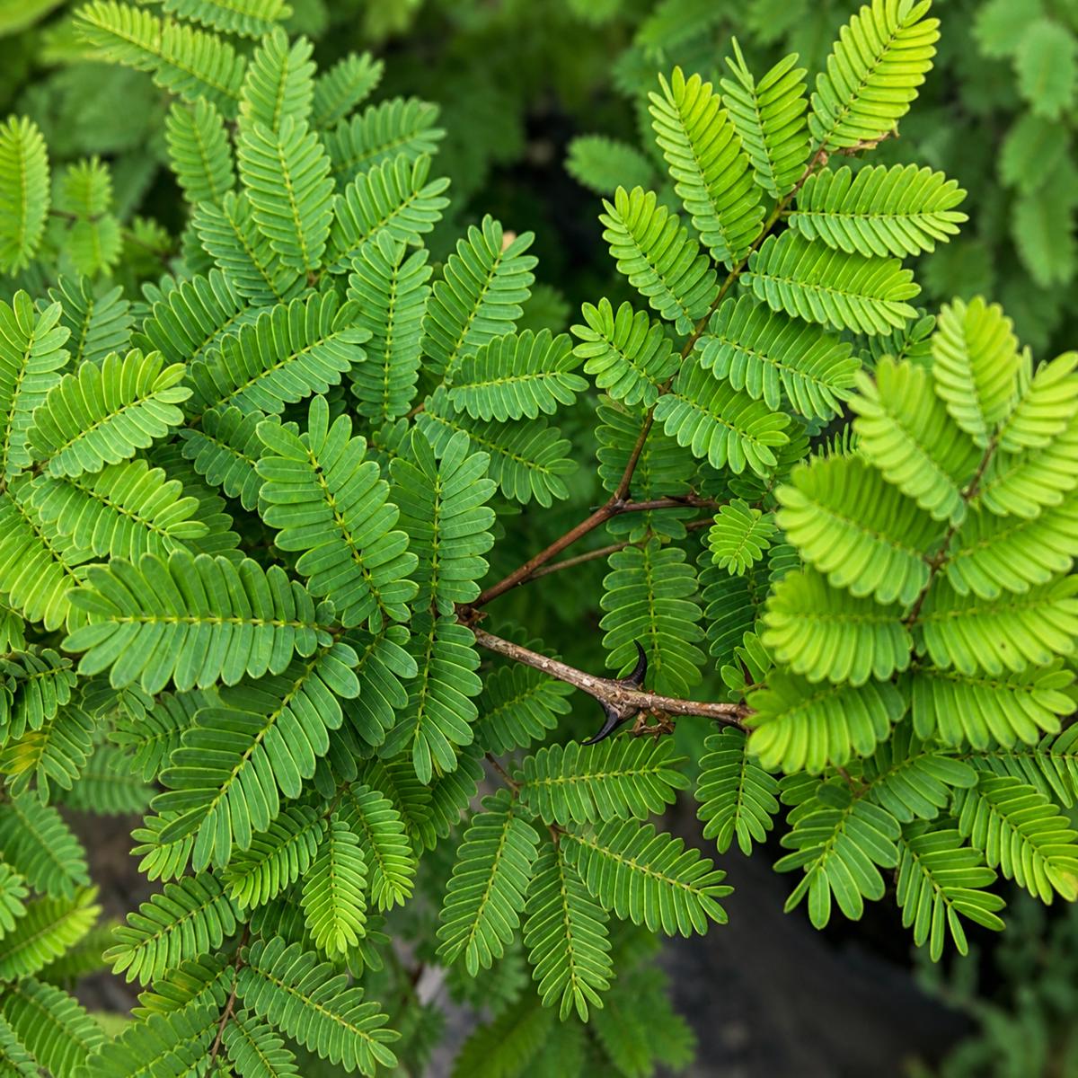 Acacia galpinii SEEDS