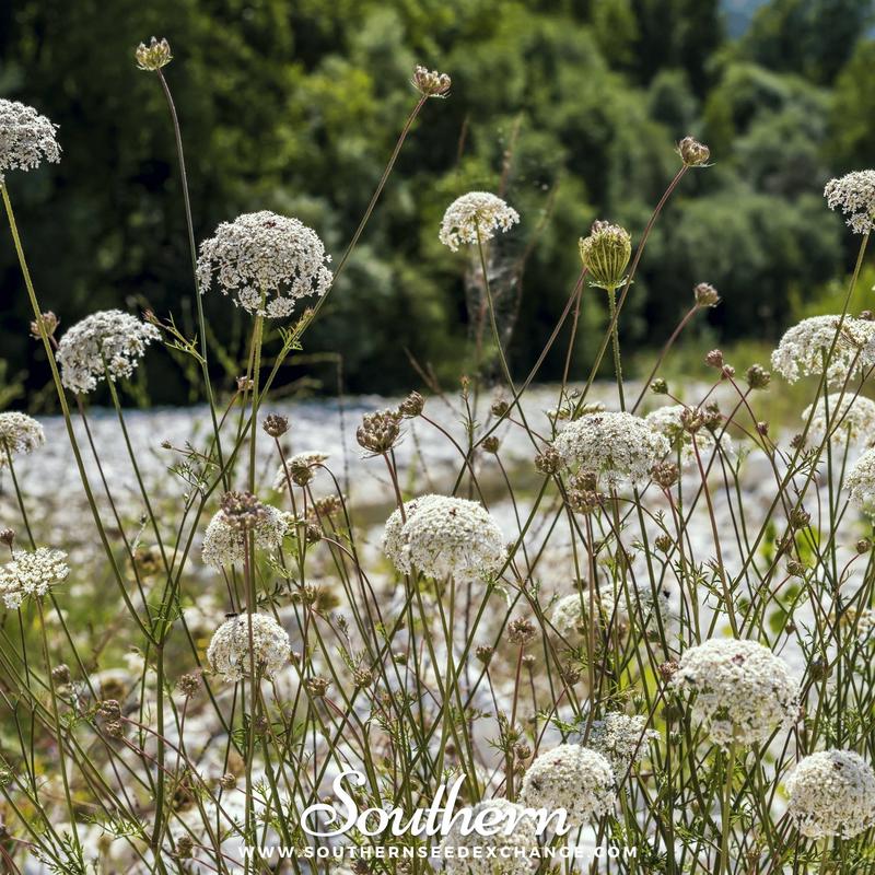 Bishops Flower (Wild Carrot) 500 Seeds
