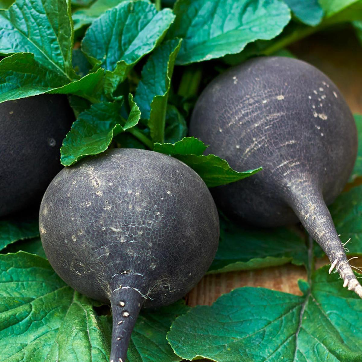 Black Spanish Radish