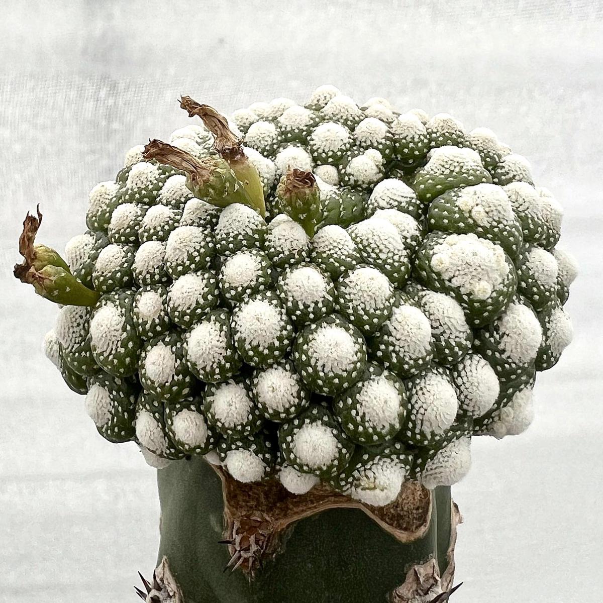 Blossfeldia liliputana SEEDS