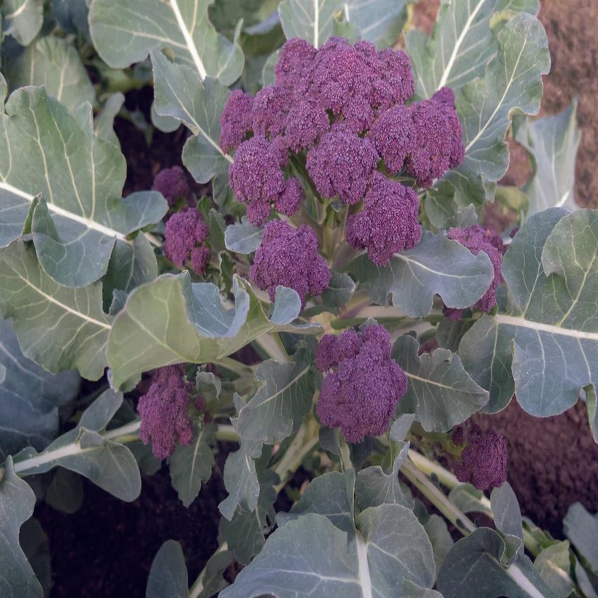 Broccoli - Burgundy