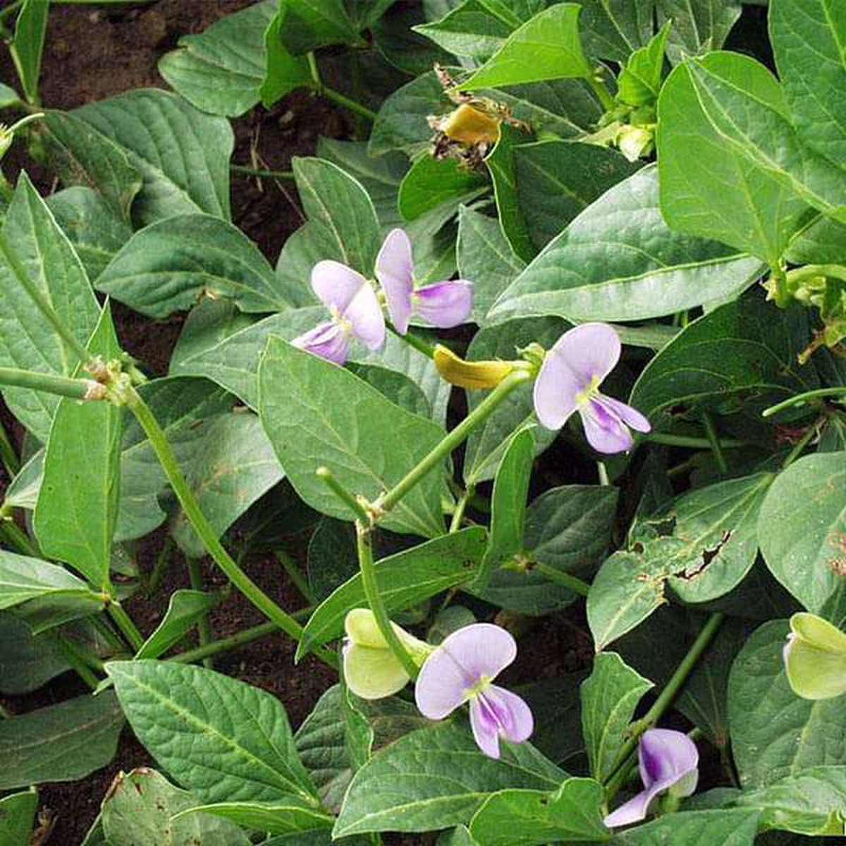 Cow Pea 8211 05 kg Seeds