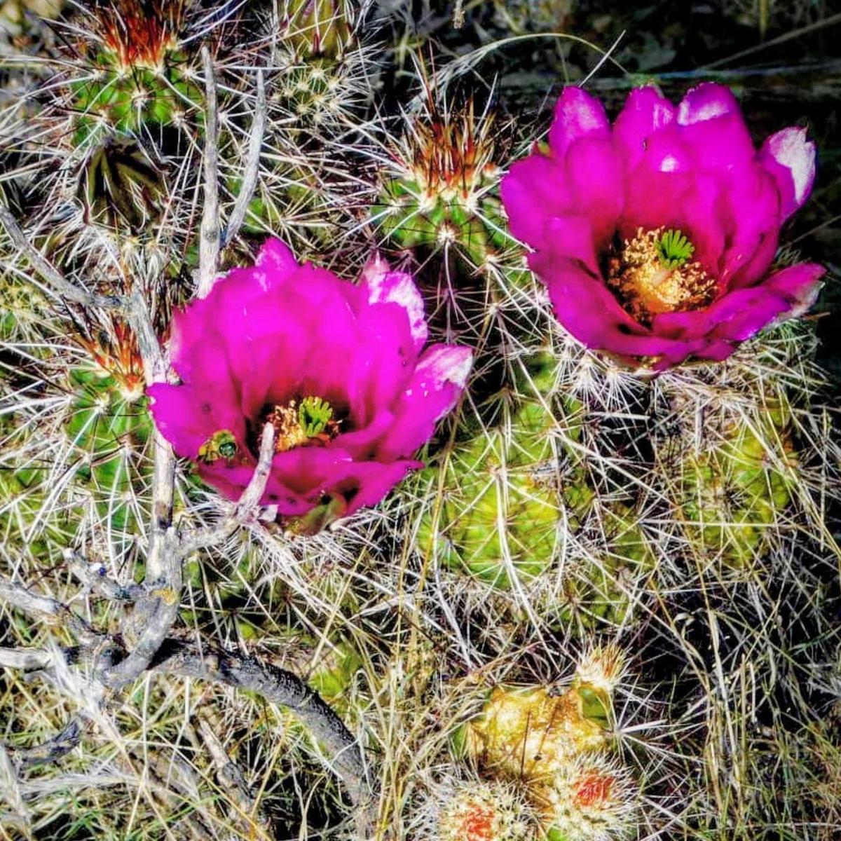 Echinocereus boyce-thompsonii (Santa Catalina Mountains, ARIZONA) SEEDS