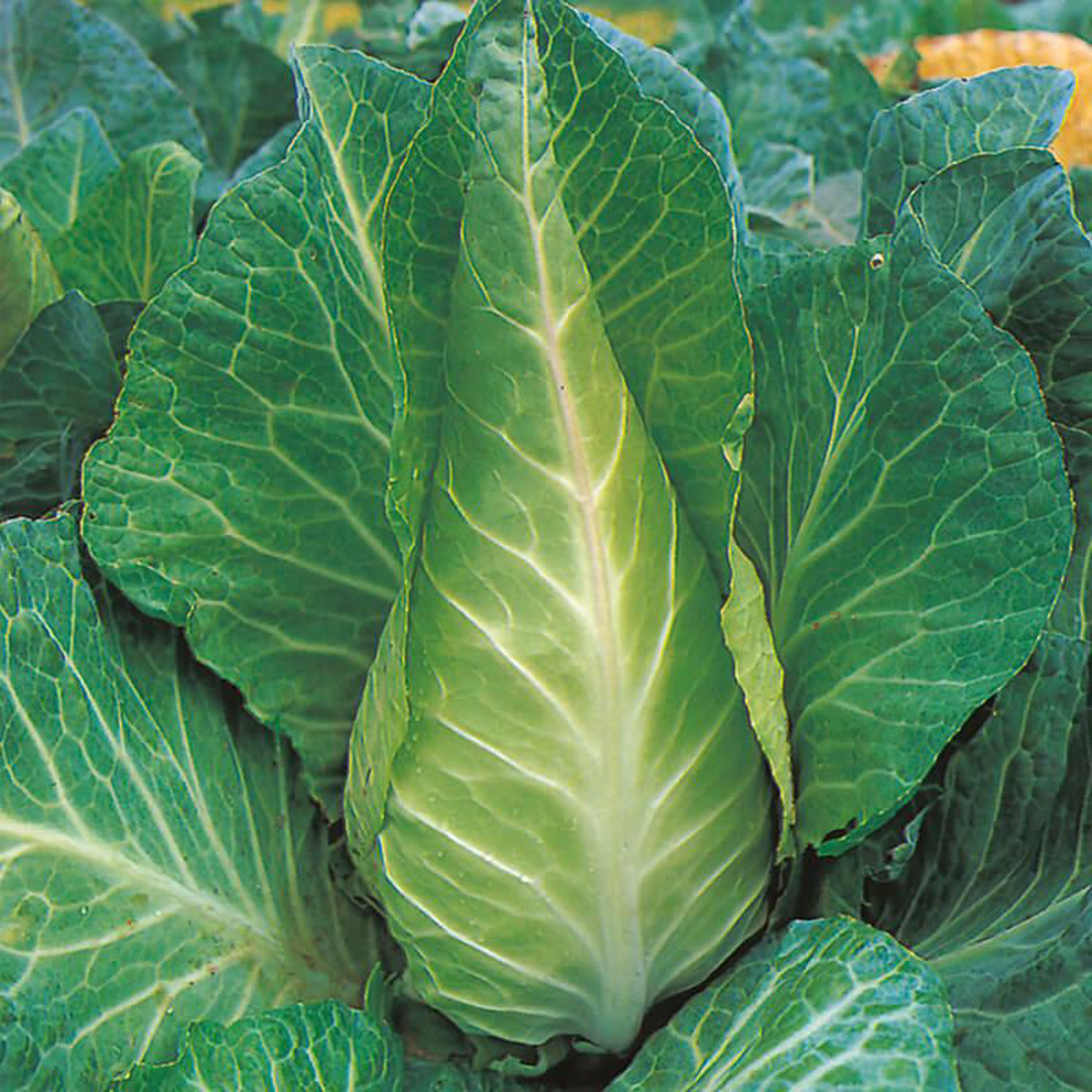 Filderkraut Cabbage 8211 Eagleridge Seeds