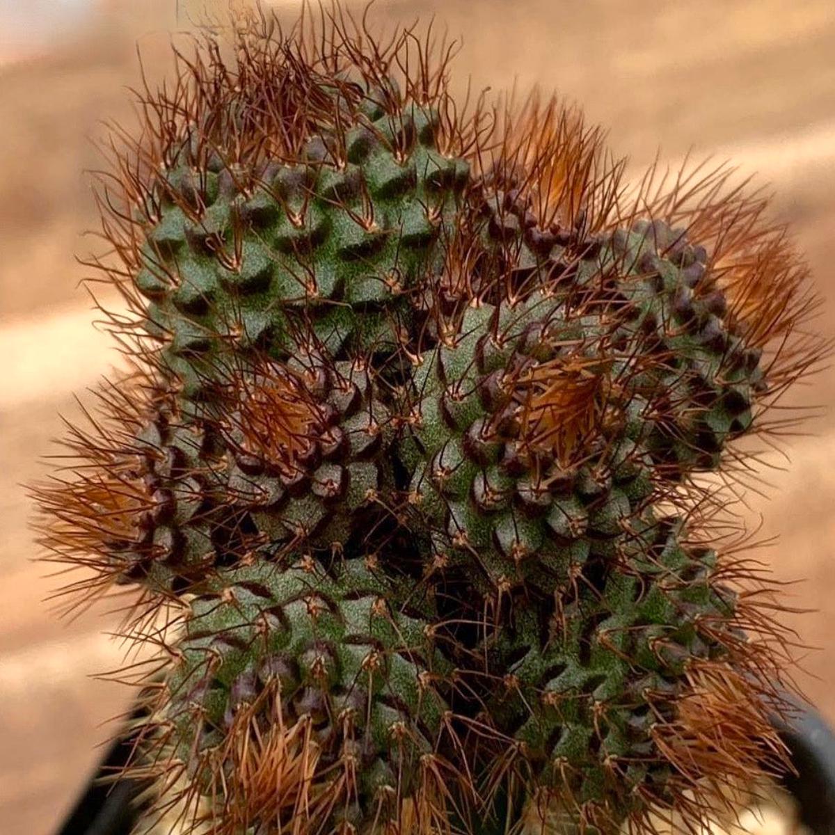 Frailea angelesii SEEDS