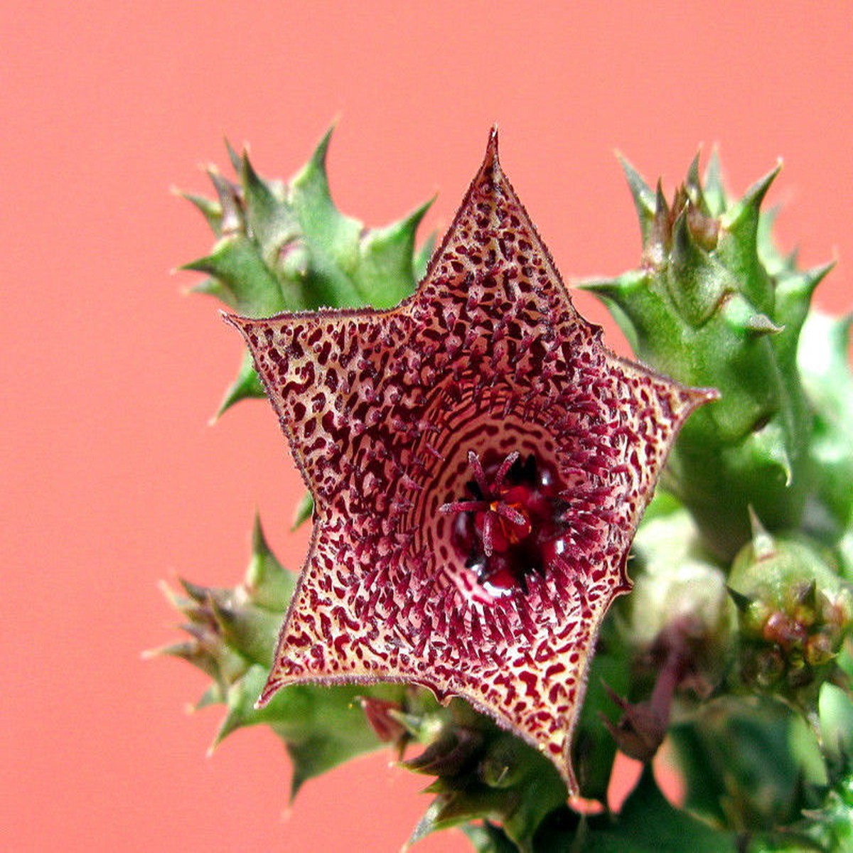 Huernia whitesloanea PVB6997 SEEDS