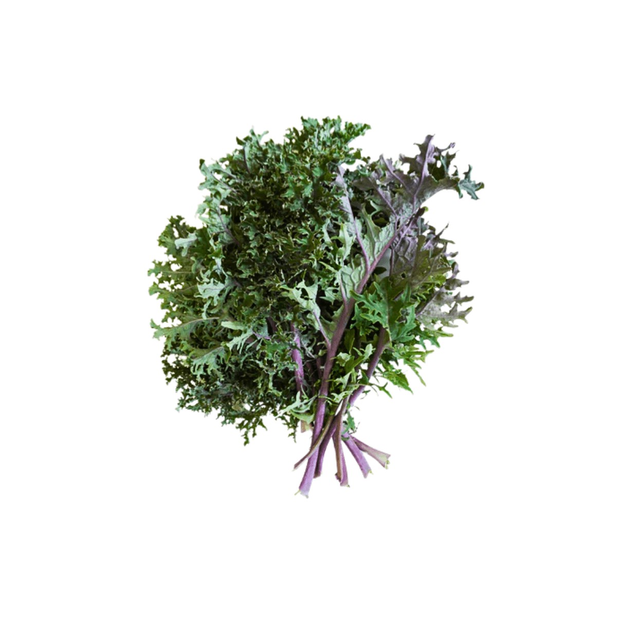KALE MEDUSA | West Coast Seeds