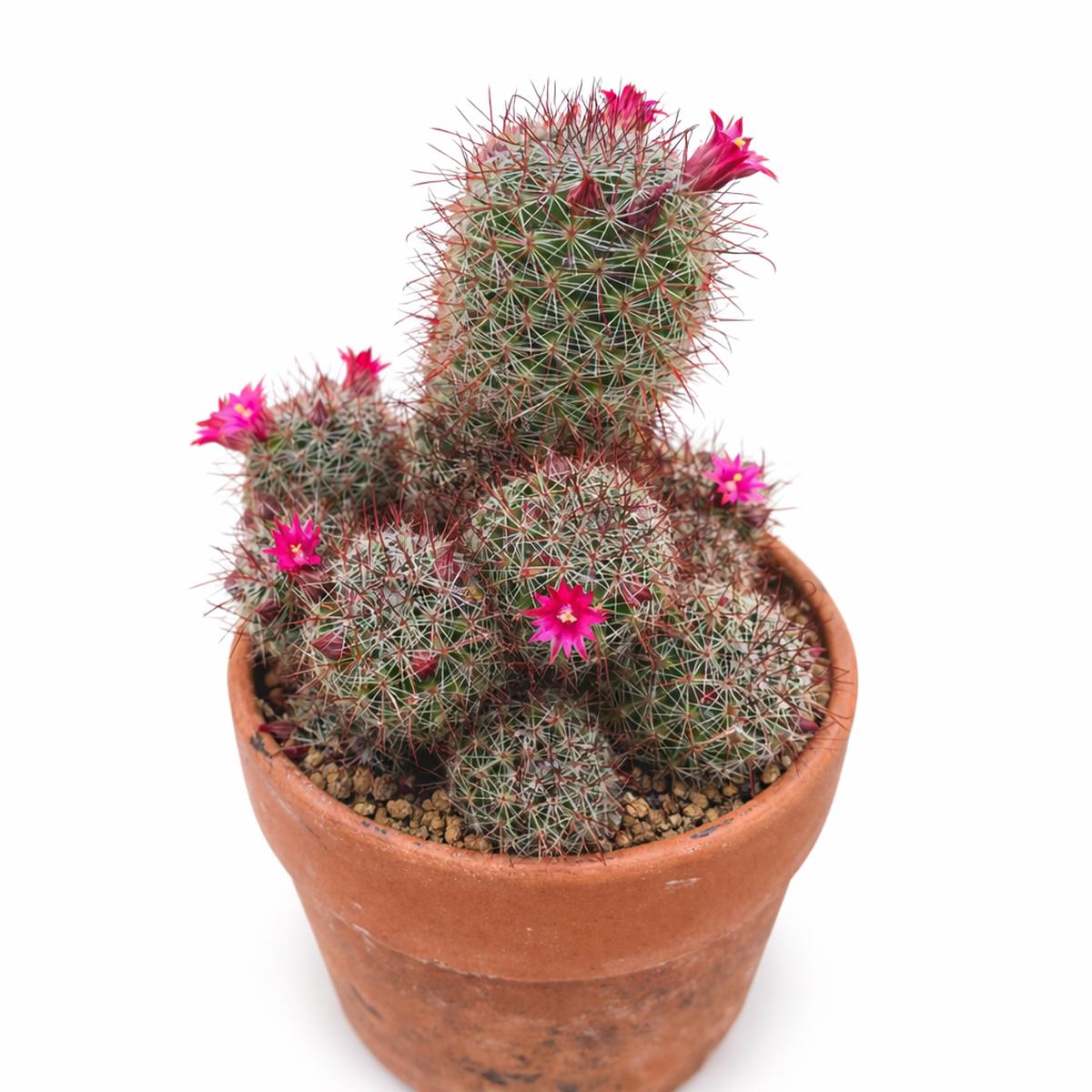 Mammillaria duoformis ML347 SEEDS