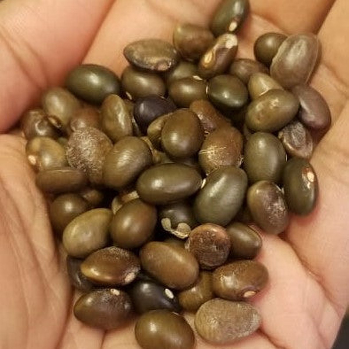 Organic 'Malawi Green Mix' bean