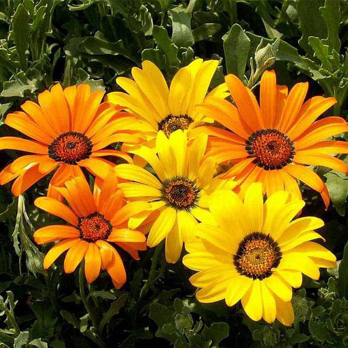 Osteospermum Dimorphotheca Mixed Color 8211 Flower Seeds