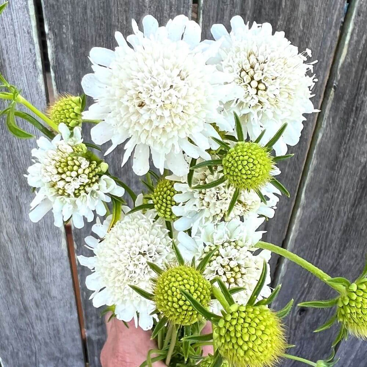 Pincushion, QIS White