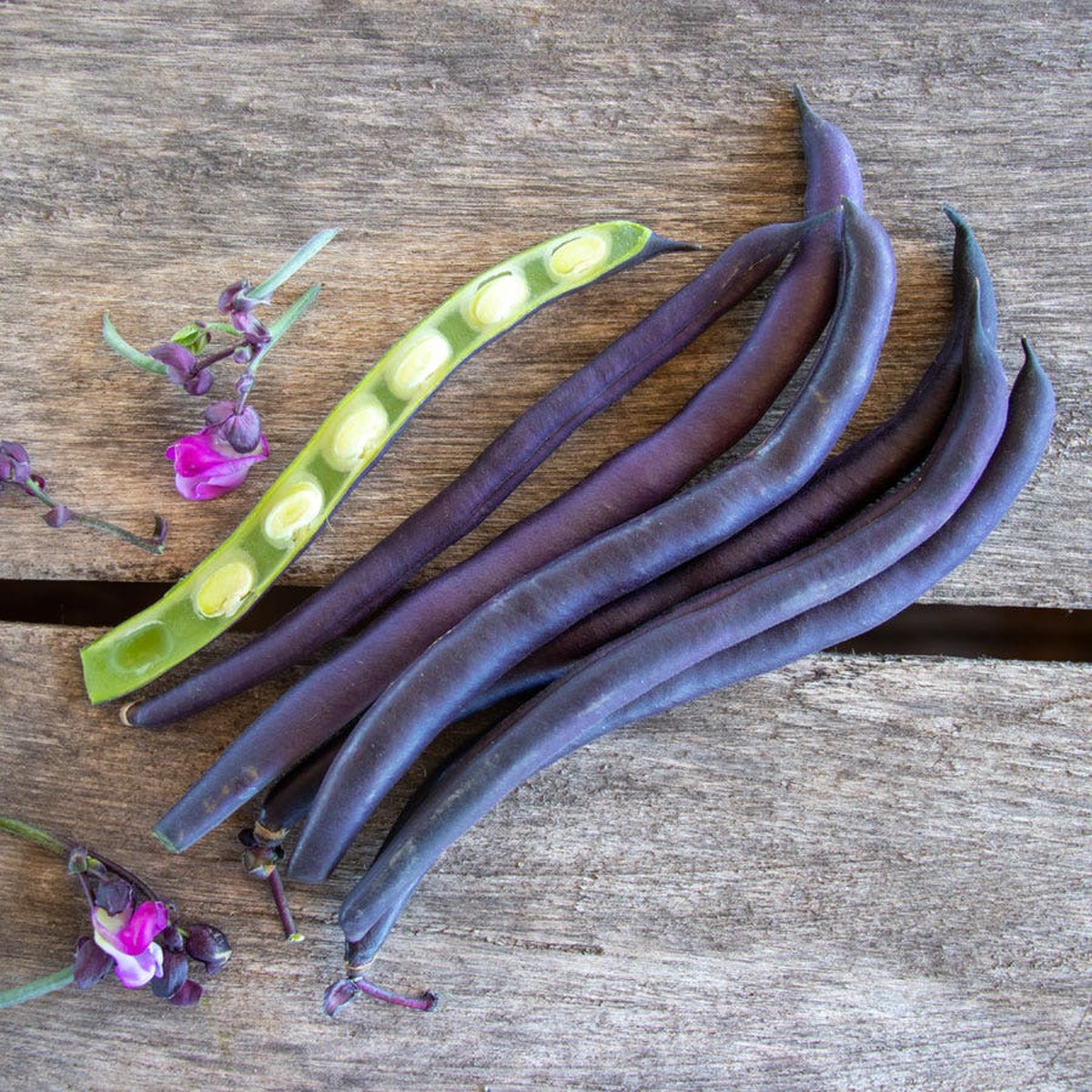Purple Queen Improved Garden Bean Seeds
