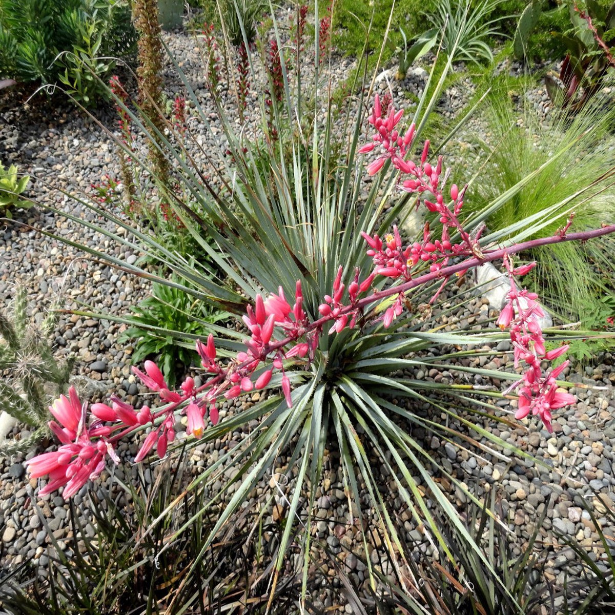 Red Yucca 15 Seeds - Hesperaloe - Tropical