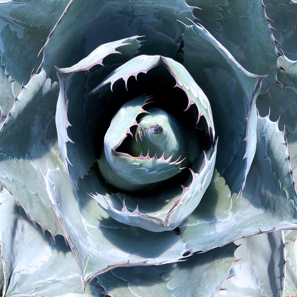 Agave parrasana SEEDS
