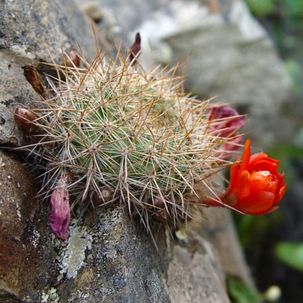 Aylostera fiebrigii sp. comarapa SEEDS