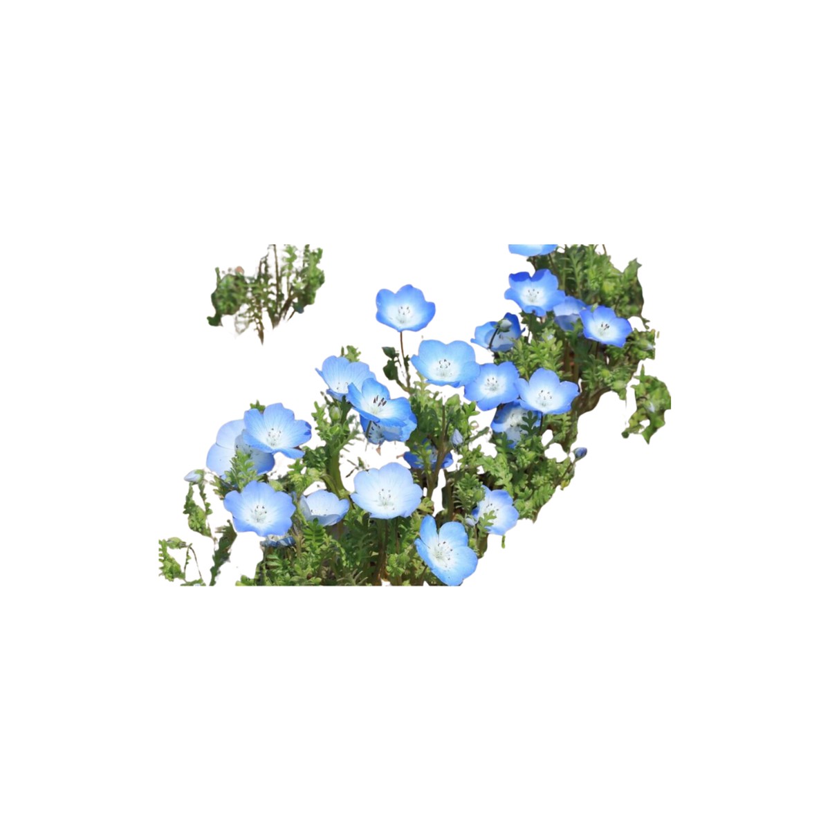 Baby Blue Eyes Nemophila Seeds | OSC Seeds
