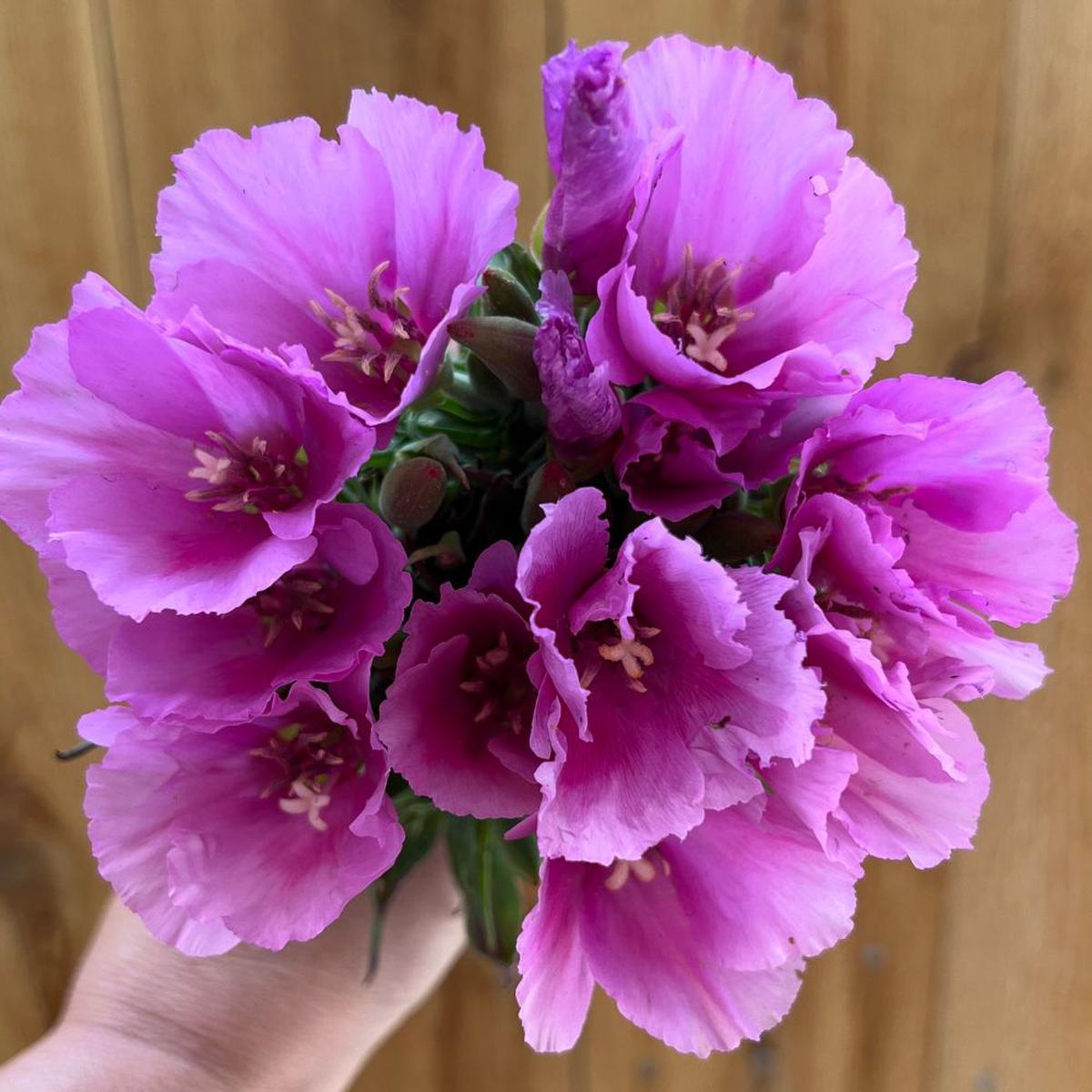 Clarkia, Grace Lavender
