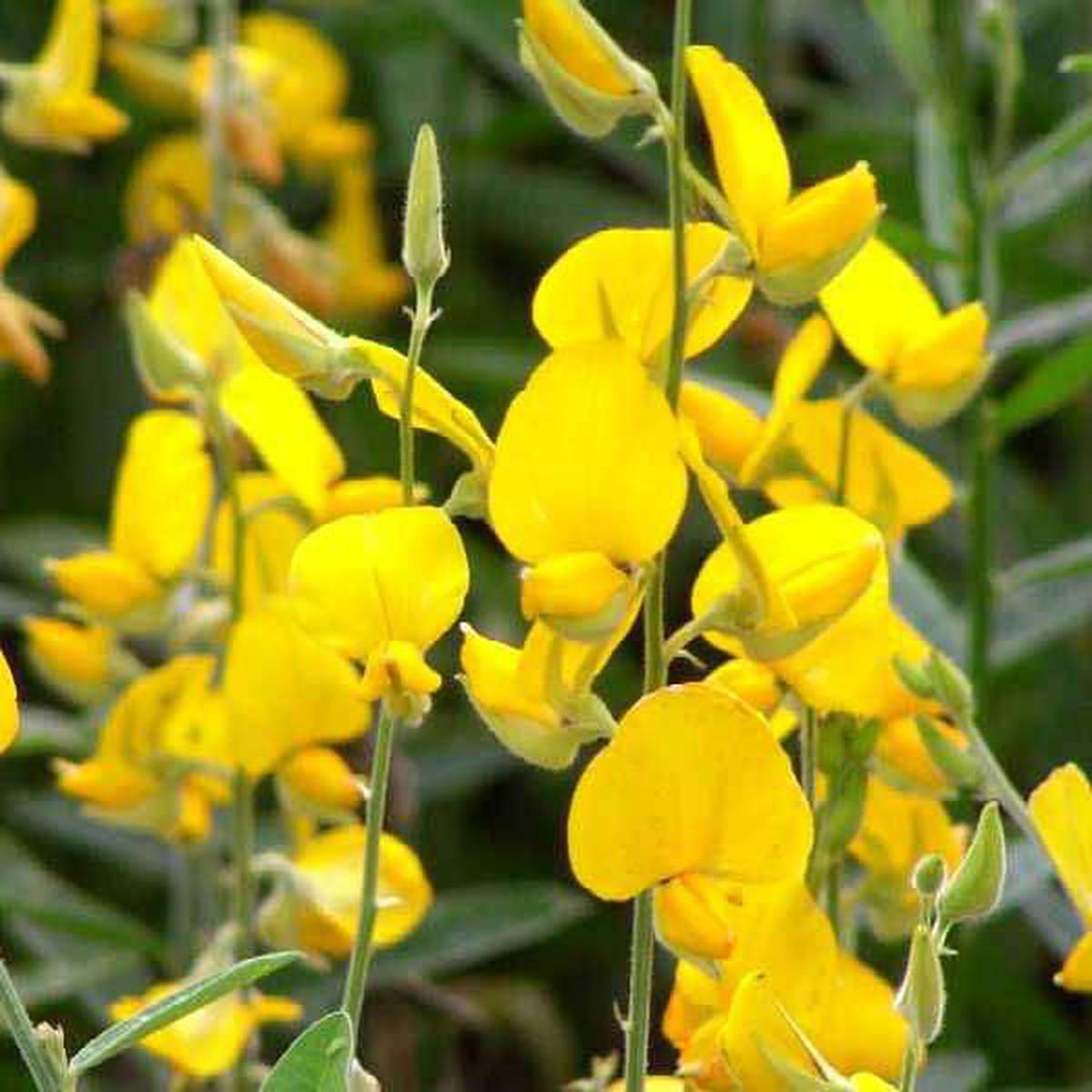 Crotalaria Juncea, Indian Hemp - 0.5 kg Seeds - Default Title