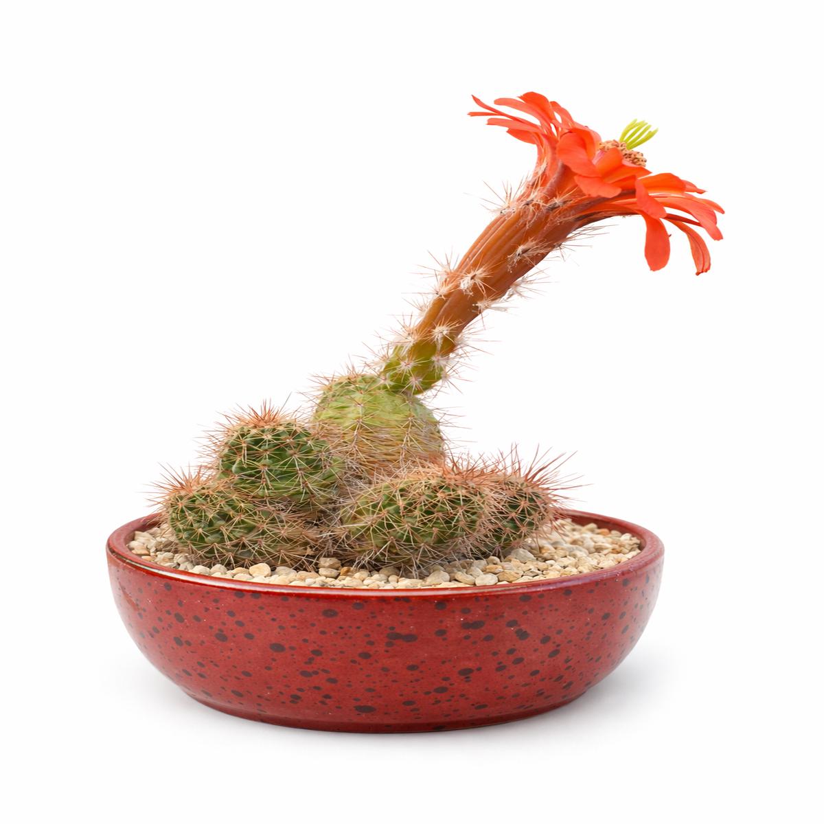 Echinocereus huitcholensis LAU768 SEEDS