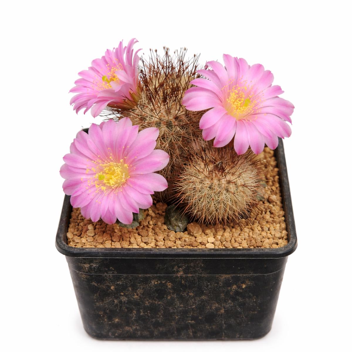 Echinocereus laui SEEDS