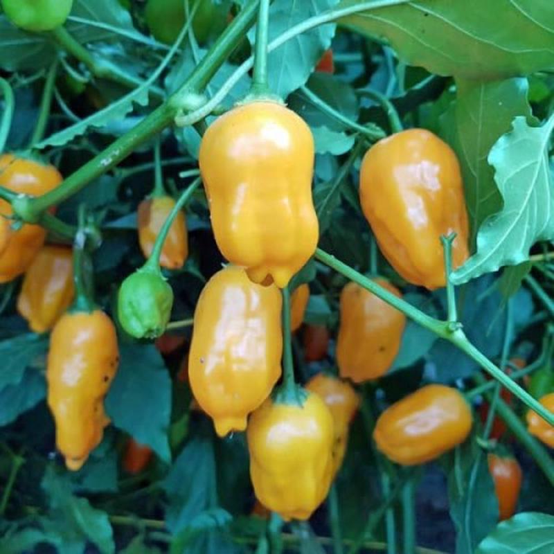 El Oro D'Ecuador - Chilli Pepper - Capsicum baccatum - 5 Seeds