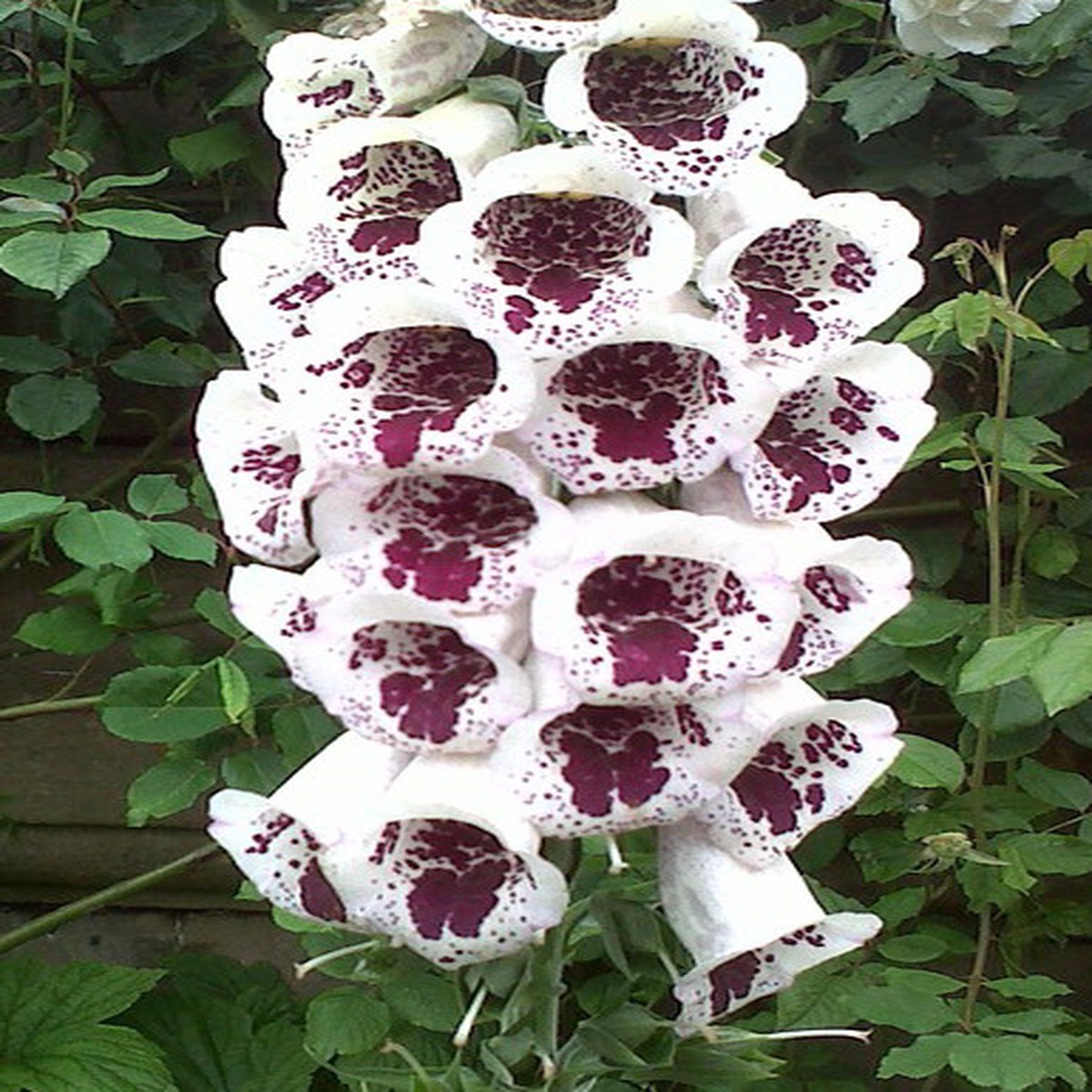 Elsey Kelsey Foxglove 50 Seeds - Digitalis