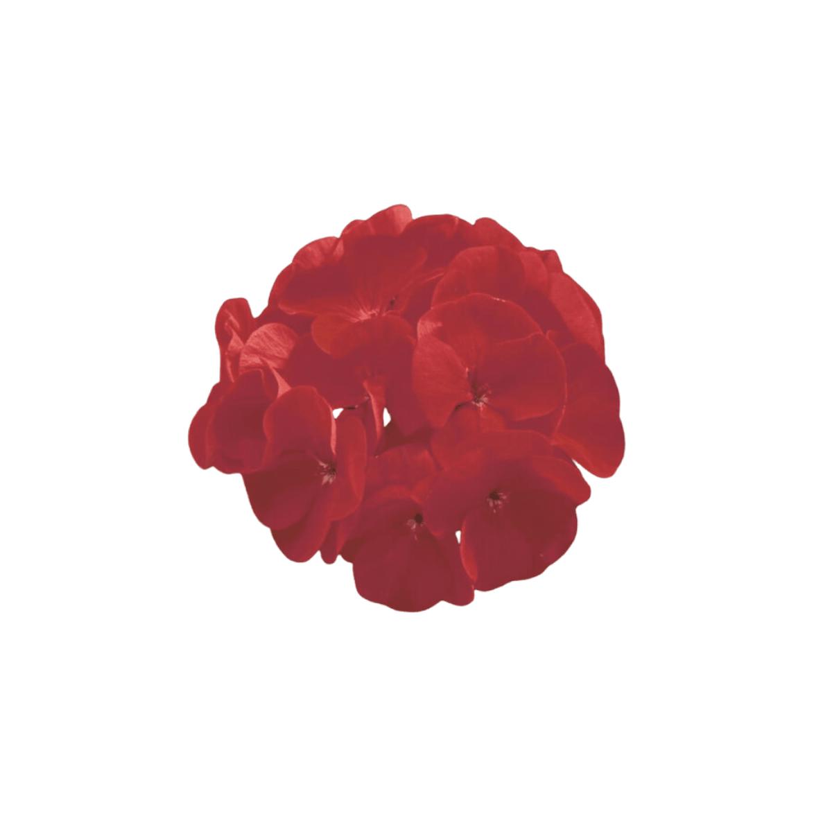 Flower Scarlet Hybrid Geranium Seeds (Maverick Series) | OSC Seeds
